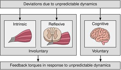 Estimation of Involuntary Components of Human Arm Impedance in Multi-Joint Movements via Feedback Jerk Isolation